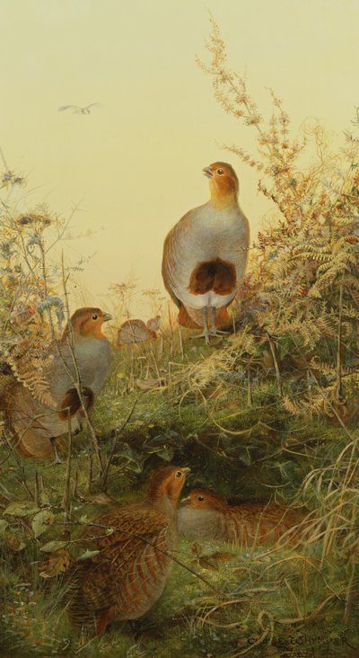 A Covey of Partridge in the Bracken at Sunset by Charles Whymper